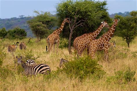 Animals in Maasai Mara - masai mara wildlife, kenya tours