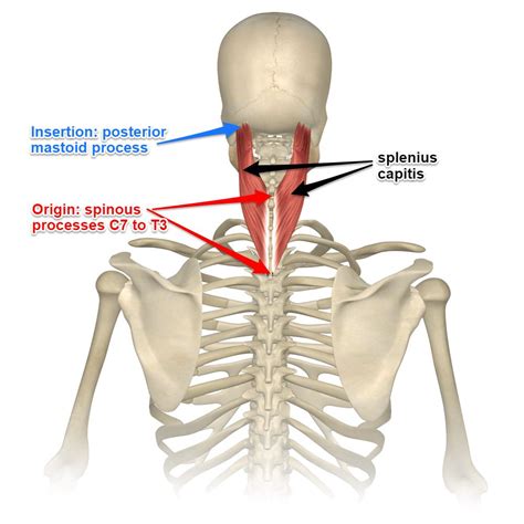 Anatomy and Physiology: Understanding the Muscles of the Head