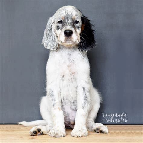 Teasmade Commotio | English setter dogs, English setter puppies, English setter puppy