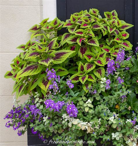 Best Shade Annuals: 16 Flowers and Foliage Plants For Shade