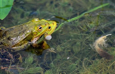 How do Frogs Reproduce? (Asexually or Sexually?)