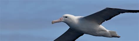 Royal Albatross Facts | New Zealand Wildlife Guide