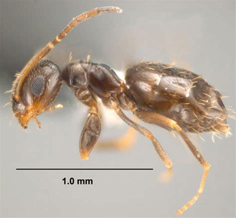 dark rover ant - Brachymyrmex patagonicus Mayr