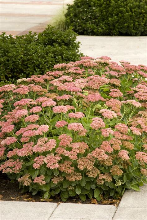 Autumn Joy Sedum, Sedum spectabile 'Autumn Joy', Monrovia Plant