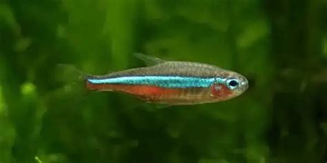 Top 10 Tank Mates For Celestial Pearl Danio - MyAquarium