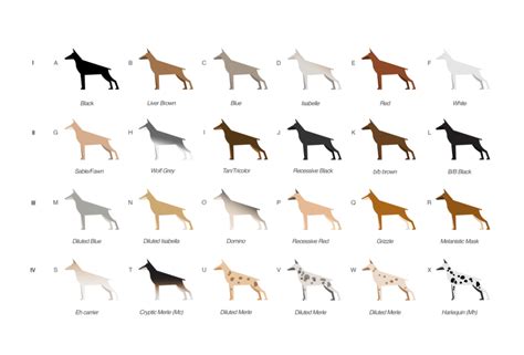 Schematic diagram of coat color diversity in dogs. (A-D) represent ...