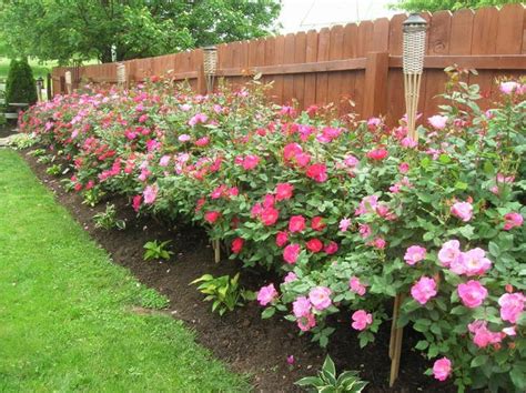 Knockout roses - planting and care - Gardening Love | Knockout roses ...