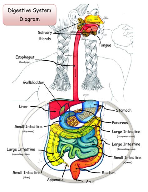 the digestive system diagram labeled - ModernHeal.com