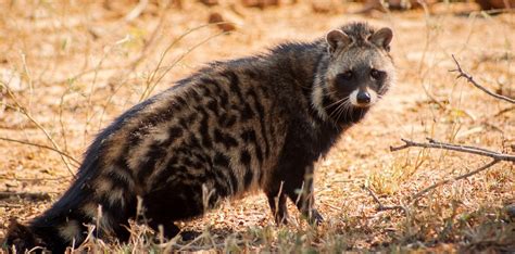 l'animal de Martin du 20 février trouvé par Martine