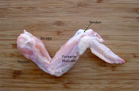 Chicken Wing Dissection - 8sciencejmc.weebly.com