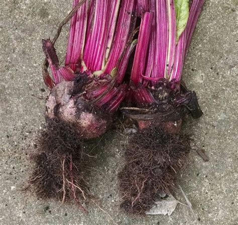 Symptoms of Rhizomania, a new disease for Michigan red beets - Vegetables