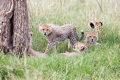 Cheetah Cubs get Cheetah Hunting lessons from Mom - Saving Wild