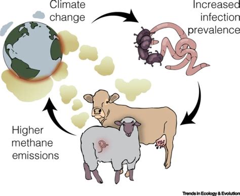 Animal Transmitted Diseases