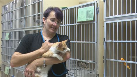 Local animal shelter volunteer shares fostering experience | khou.com