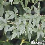 Acer griseum « Floravera