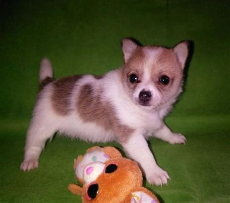 Long coat Chihuahua puppies pretty party color for Sale in ...