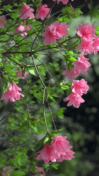 pink flowers are blooming on the branches of a tree in front of some green leaves