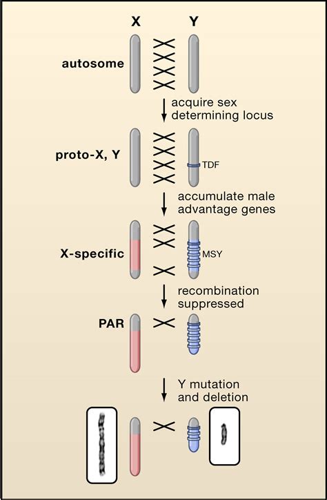 Sex Chromosome Specialization and Degeneration in Mammals: Cell