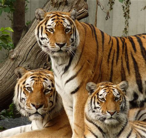 Tiger Family Wallpapers - Wallpaper Cave