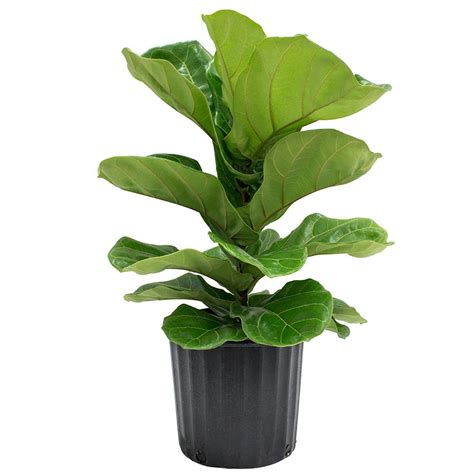 Delray Plants 8-3/4 in. Ficus Pandurata Bush in Pot-10PAN - The Home Depot