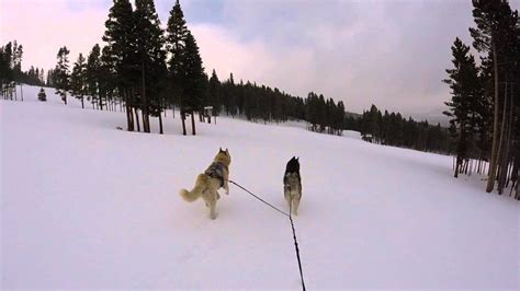 Skijoring Breck Ski Resort - YouTube