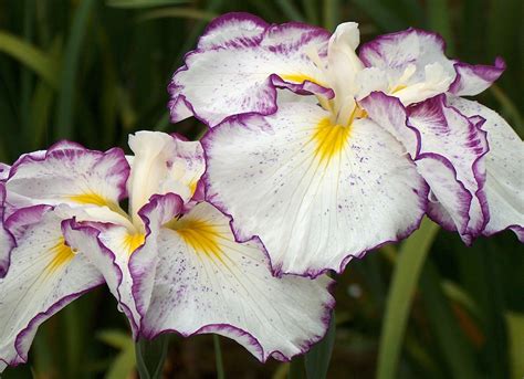 Colors, Patterns of Japanese Iris - Mt. Pleasant Iris Farm