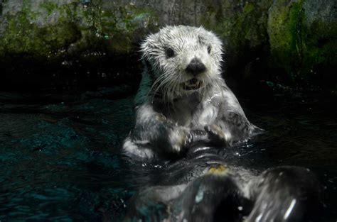 Sea Otter's Jaw Just Dropped in Surprise — The Daily Otter