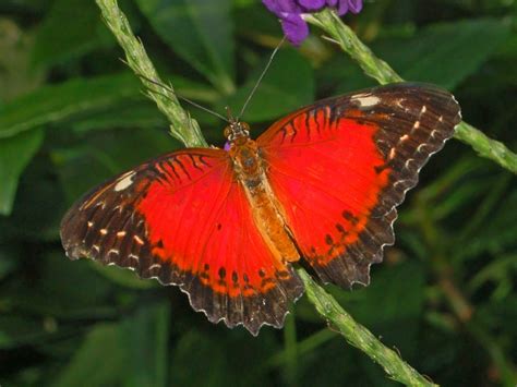 Red Colored Butterflies ~|~ Butterfly Colors