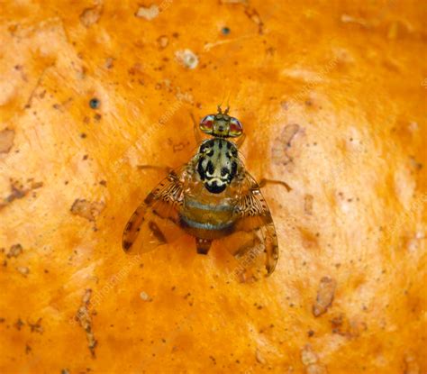 Mediterranean fruit fly - Stock Image - C021/9704 - Science Photo Library