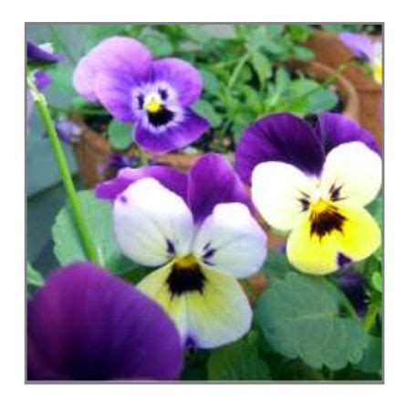 Heartsease – Seeds – Australian Gardener