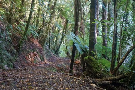 The Fenian — Karamea Information Centre