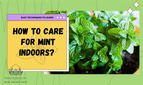 How to Care for Mint Indoors? Easy Techniques to Learn