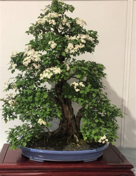 CANBERRA BONSAI SOCIETY SHOW 2020 | Bonsai Society of Australia Inc.