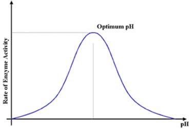 💄 Effect of ph on invertase activity. Free Essay: Effect of pH on ...