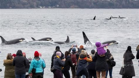 VIDEO: Record-breaking year for whale sightings in the Pacific ...