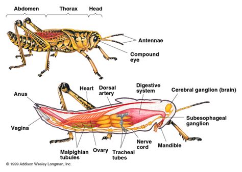 Phylum Arthropoda