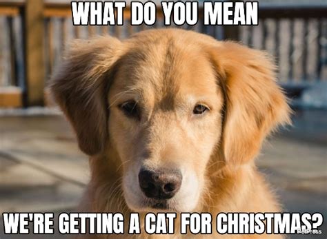 annoyed golden retriever christmas meme | PetPress