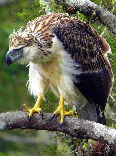 Philippine eagle – the largest eagle in the world | DinoAnimals.com