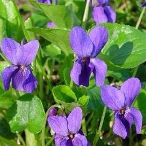 Violets - http://www.gardensablaze.com/HerbViolet.htm | Violet flower, Sweet violets, Fragrant plant