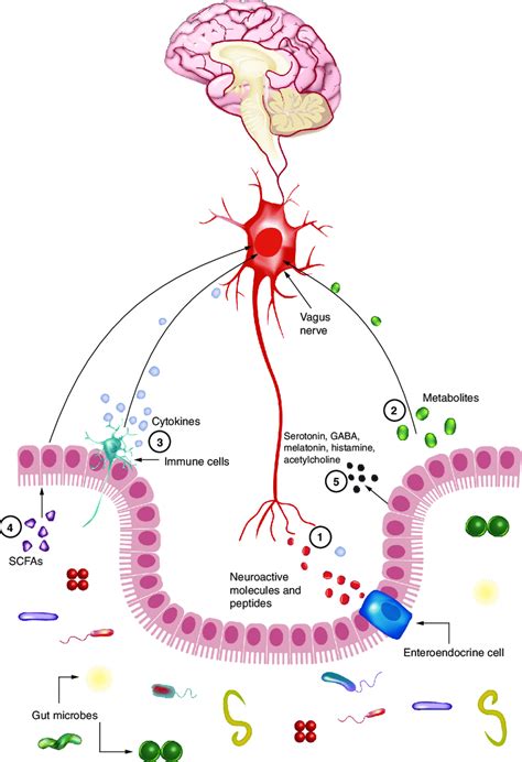 The gut-brain axis. (A) Gut microbes interact with enteroendocrine ...