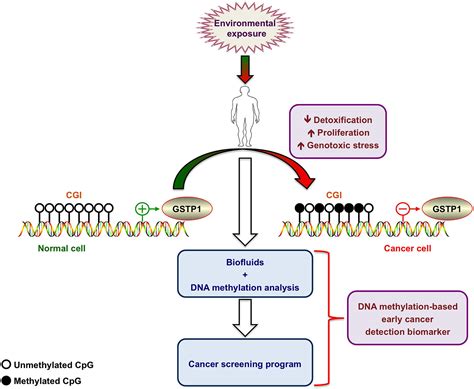 Frontiers | Regulation of epigenetic traits of the glutathione S ...