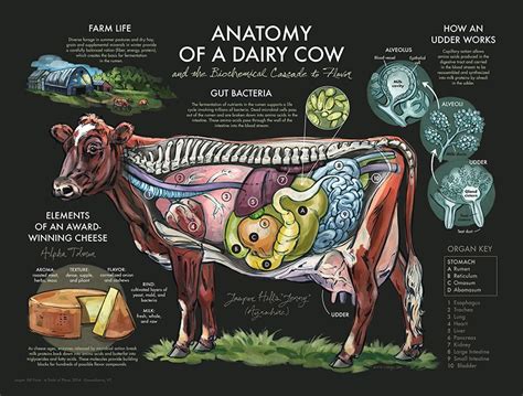 "Anatomy of a Dairy Cow" Poster - WNW