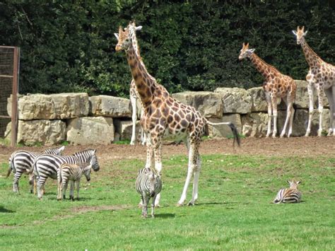 Longleat Safari Park review: a family day out - Plutonium Sox