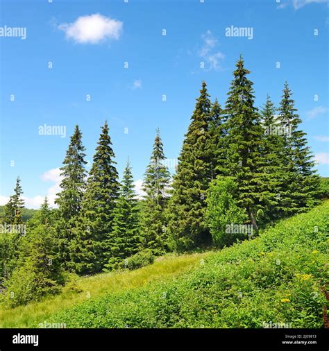 Beautiful pine trees in mountains Stock Photo - Alamy