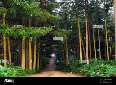 Delamere Forest Cheshire England UK Stock Photo - Alamy