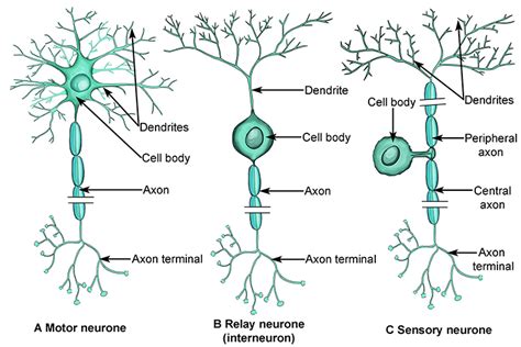 Motor neurones, sensory neurones and relay neurones