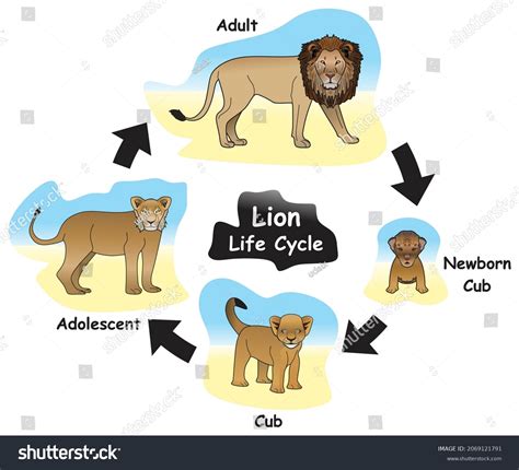 Life Cycle Of A Lion