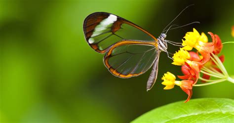 butterfly insect on flower 4k ultra hd wallpaper | Insects, Hd ...