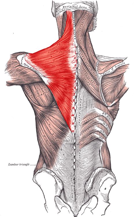 Trapezius muscle - wikidoc