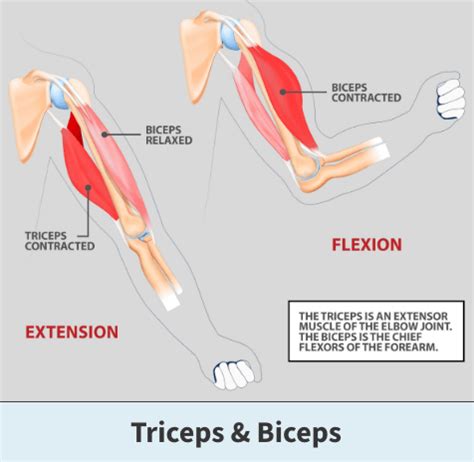 Tricep Pain & Tendonitis | Florida Orthopaedic Institute